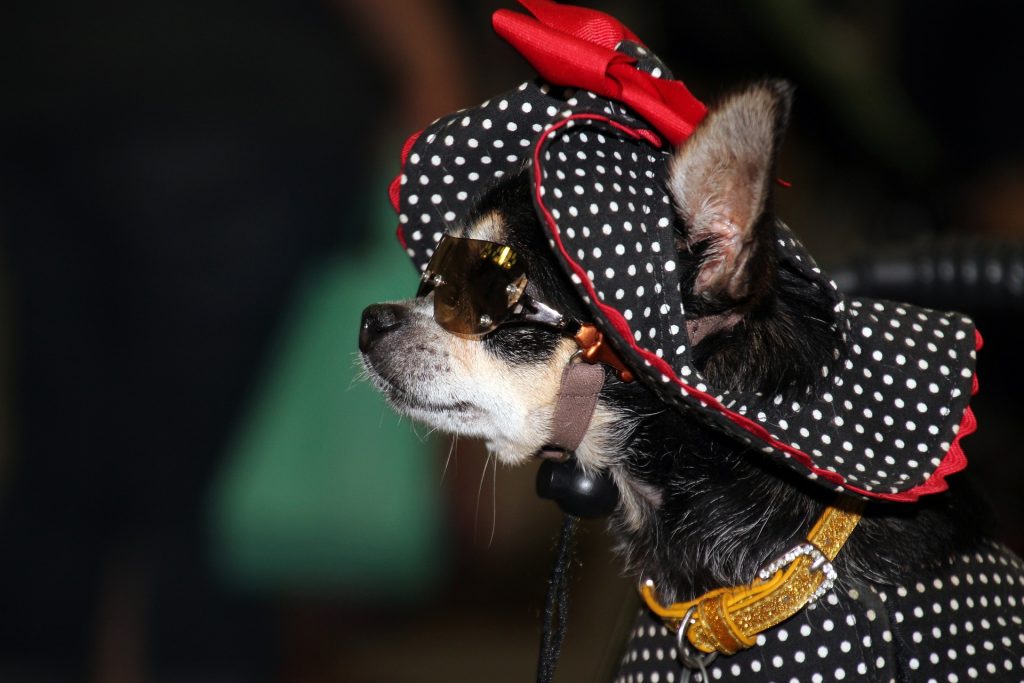 funny picture of a black chihuahua with a frilly polka dot hat with red frills - talking about small, and simple ideas in business