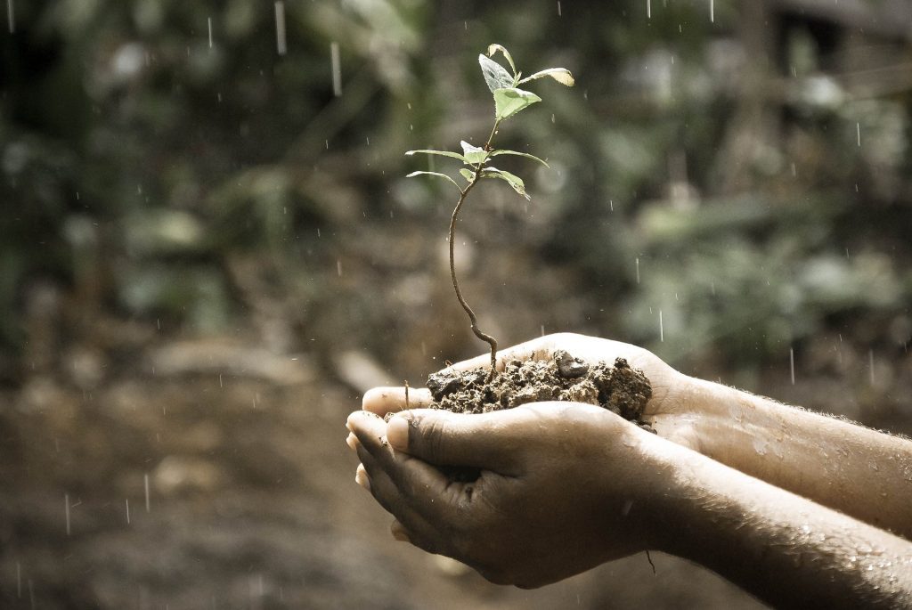 a pair of hands holding a sapling growing from the dirt help, changing and growing with goals