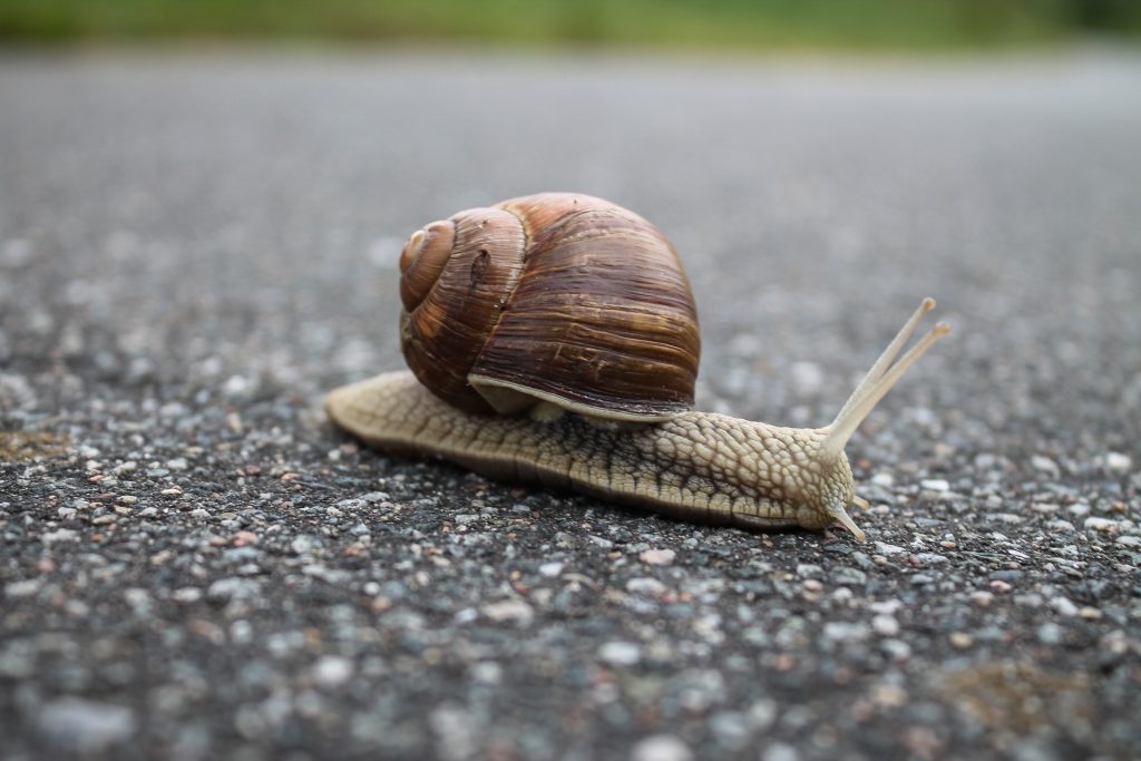 image of a snail - representing slow and steady wins the race in business 