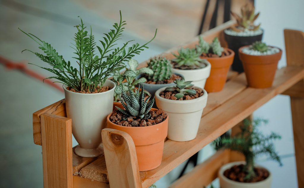Image of potted plants to represent business growth